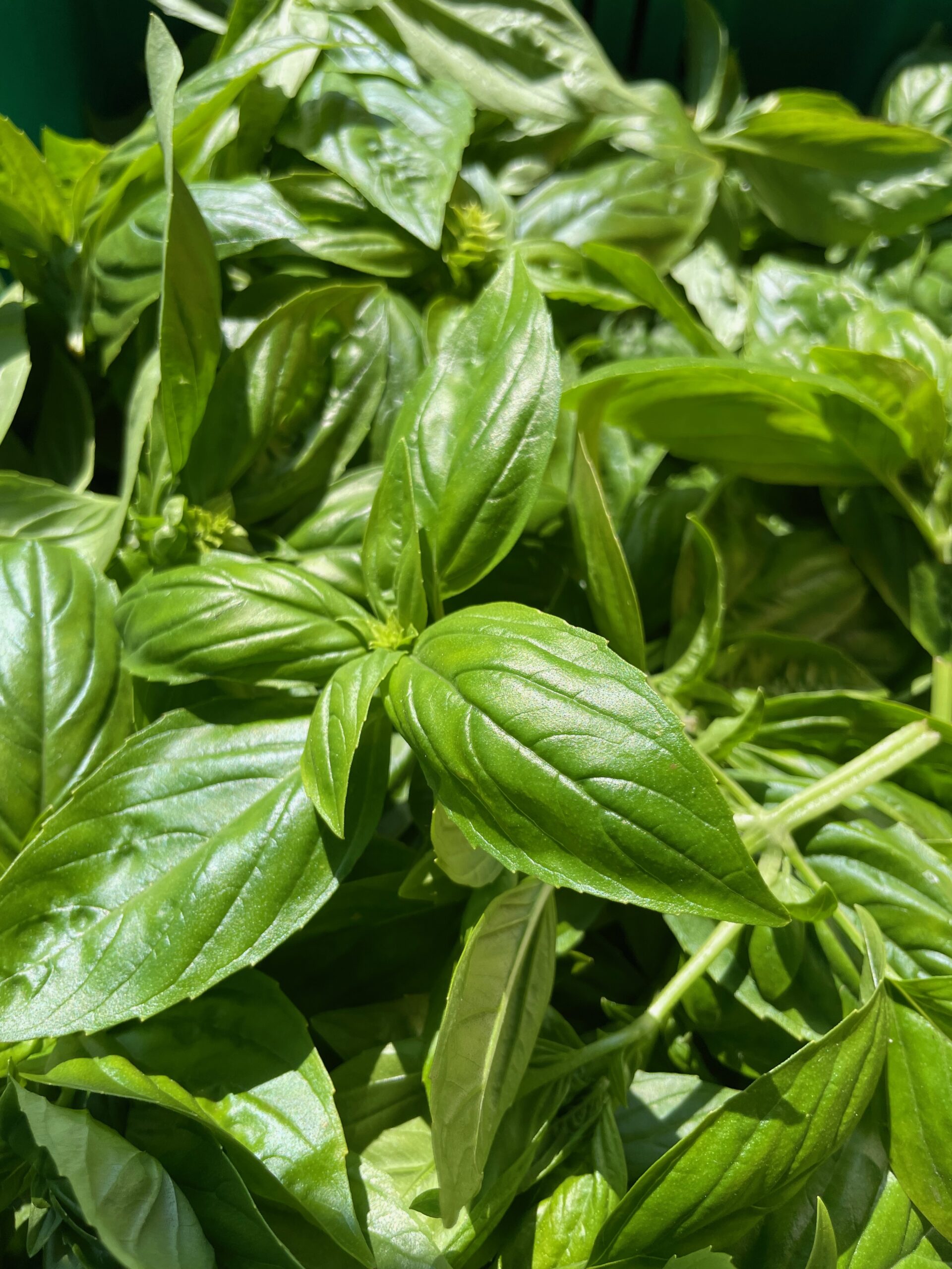Basil