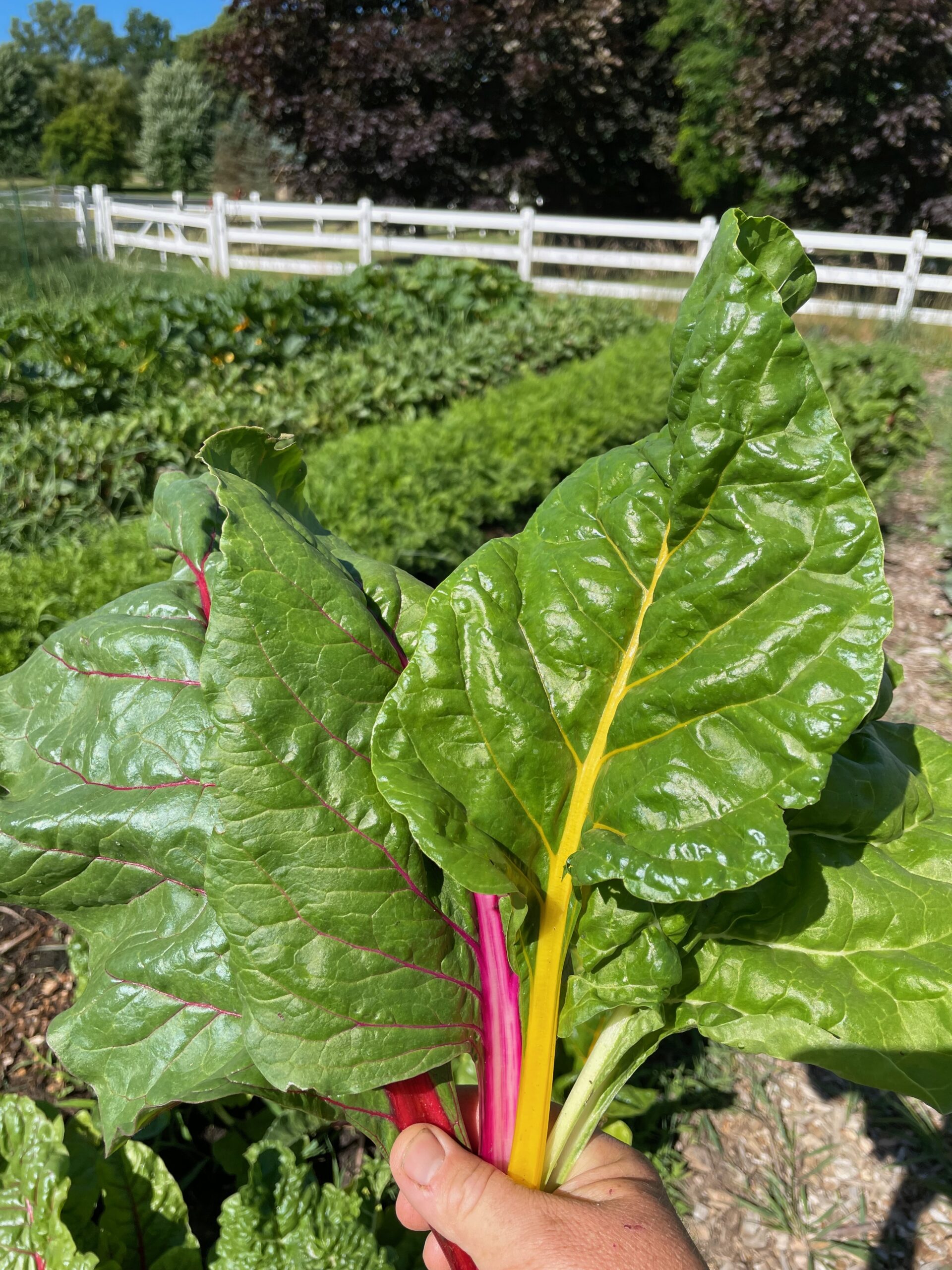 Chard