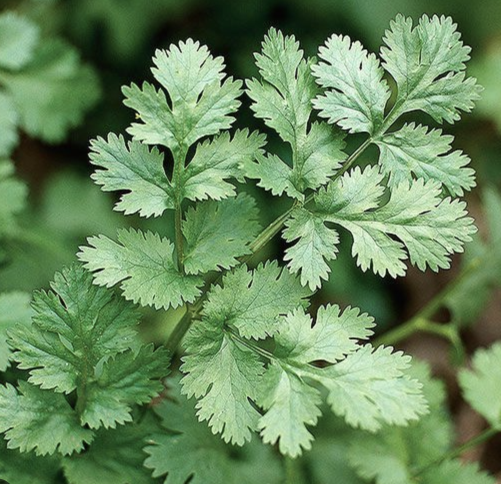 Cilantro