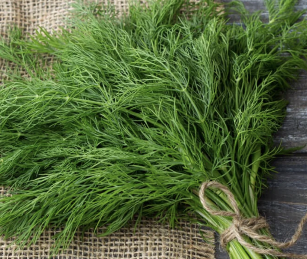 Dill