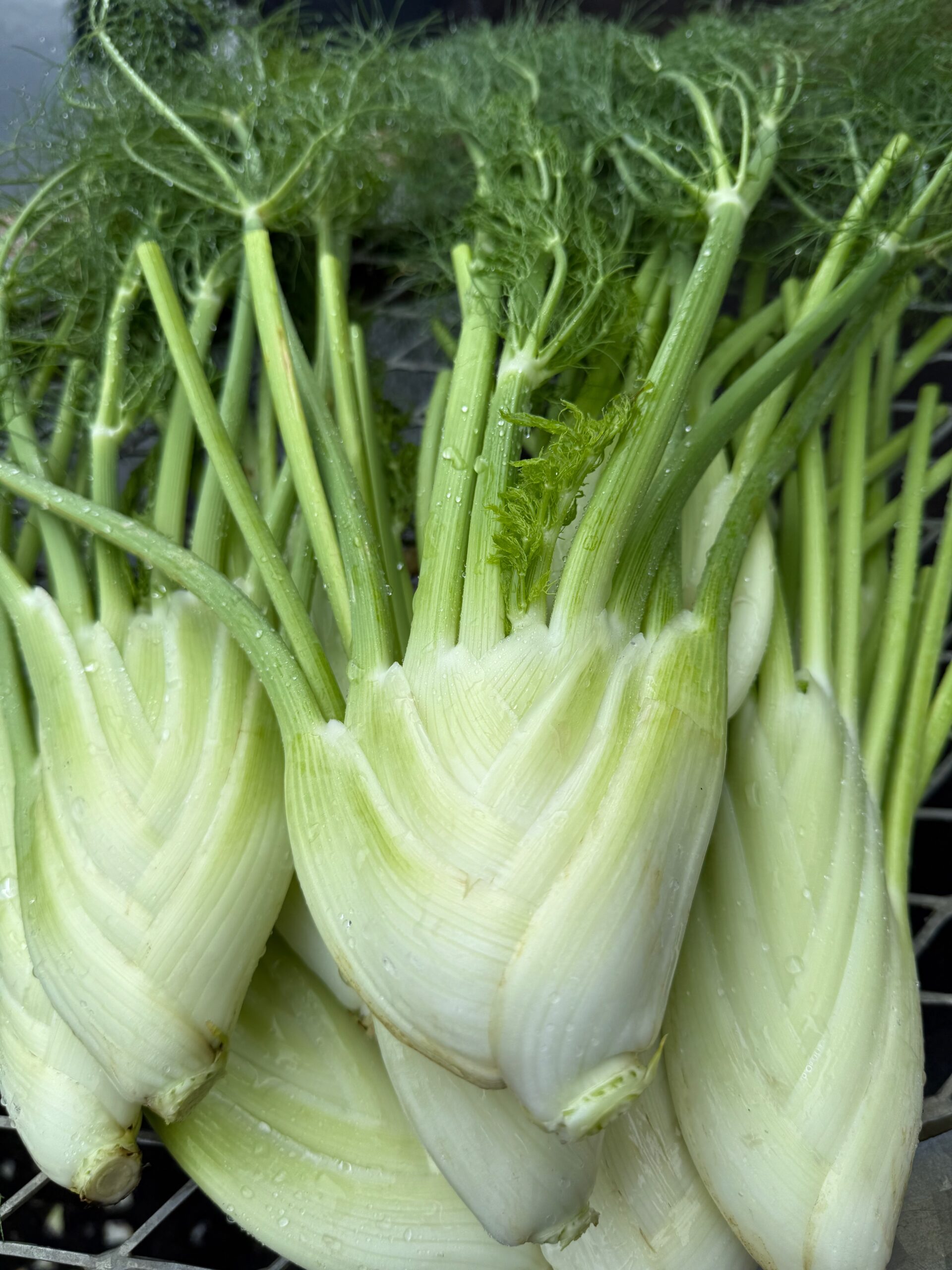Fennel